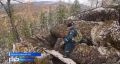 В районе деревни Кутурчин Манско-Уярского округа продолжается поиски семьи Усольцевых, которые пропали восемь месяцев назад