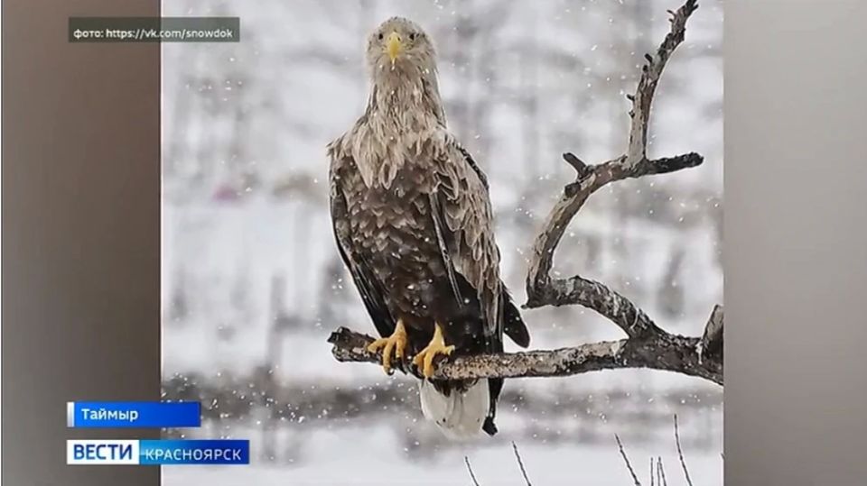 Краснокнижного хищника удалось встретить на просторах таймырской тундры Краснокнижного хищника удалось встретить на просторах таймырской тундры