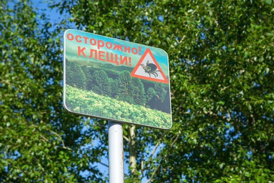 За прошедшую неделю клещи покусали 1099 жителей Красноярского края, из них 258 — дети