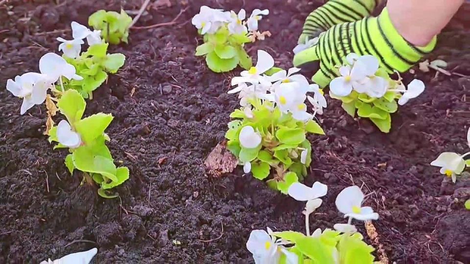 В Красноярске специалисты УЗС начали высаживать цветы на городских клумбах