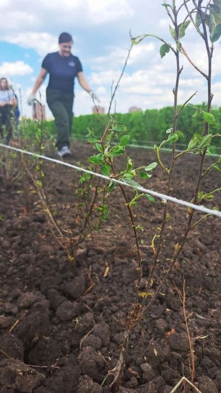 Специалисты Минприроды края и управления зеленого строительства Красноярска вместе высадили 2 000 кустов кизильника на доращивание на территории питомника Специалисты Минприроды края и управления зеленого строительства Красноярска вместе высадили 2 000 кустов кизильника на доращивание на территории питомника