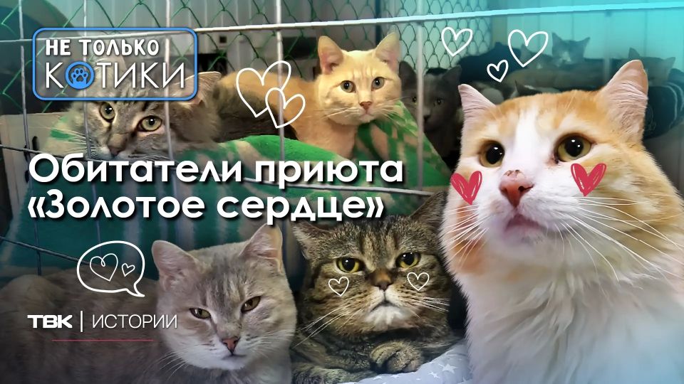 «Мы в долгах, как уличный кот в блохах...»