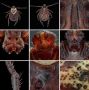 Обзор на клеща: фотограф из Красноярска показал, как устроен этот маленький кровопийца