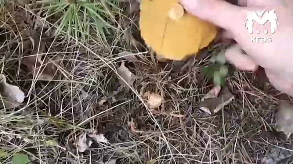 Грибники, доставайте свои лукошки — сезон под Красноярском начался