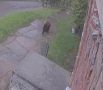 Медведь вышел к жилым домам в Дивногорске