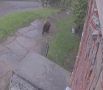 Медведь вышел к жилым домам в Дивногорске