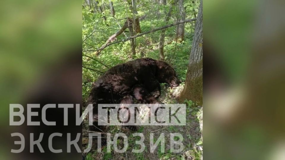 Медведь загрыз мужчину в лесу Томской области