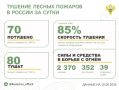 За прошедшие сутки в 17 регионах России потушили 70 лесных пожаров