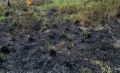В лесах Красноярского края из-за пожаров ввели режим ЧС