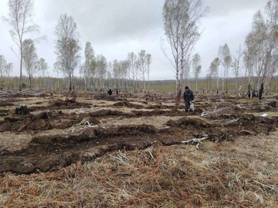 В лесах края высадили 4,5 млн молодых деревьев В лесах края высадили 4,5 млн молодых деревьев