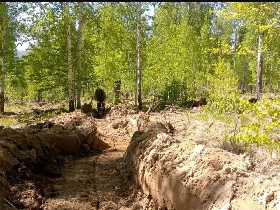 В лесах края высадили 4,5 млн молодых деревьев В лесах края высадили 4,5 млн молодых деревьев