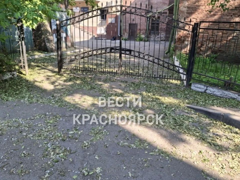 В Красноярске в начале лета начался ... листопад В Красноярске в начале лета начался ... листопад