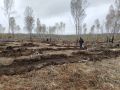 В Красноярском крае высадили 4,5 миллиона хвойных деревьев за сезон