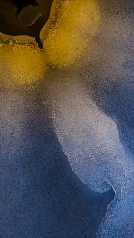 «Секрет Незабудки». «Мне всегда было любопытно, как выглядит незабудка под микроскопом «Секрет Незабудки». «Мне всегда было любопытно, как выглядит незабудка под микроскопом