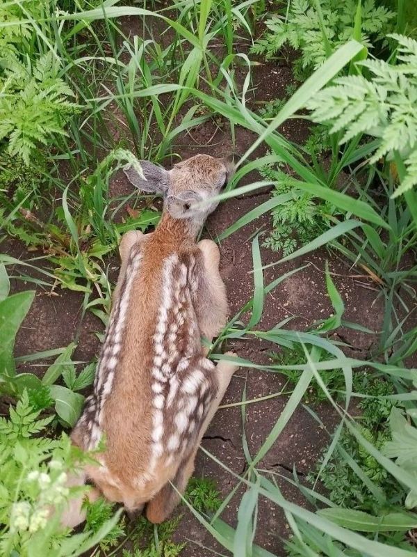 В заказнике «Солгонский кряж» заметили новорожденного косуленка