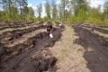 В лесах Красноярского края высадили 4,5 миллиона молодых деревьев хвойных пород