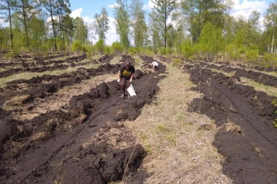 В лесах Красноярского края высадили 4,5 миллиона молодых деревьев хвойных пород