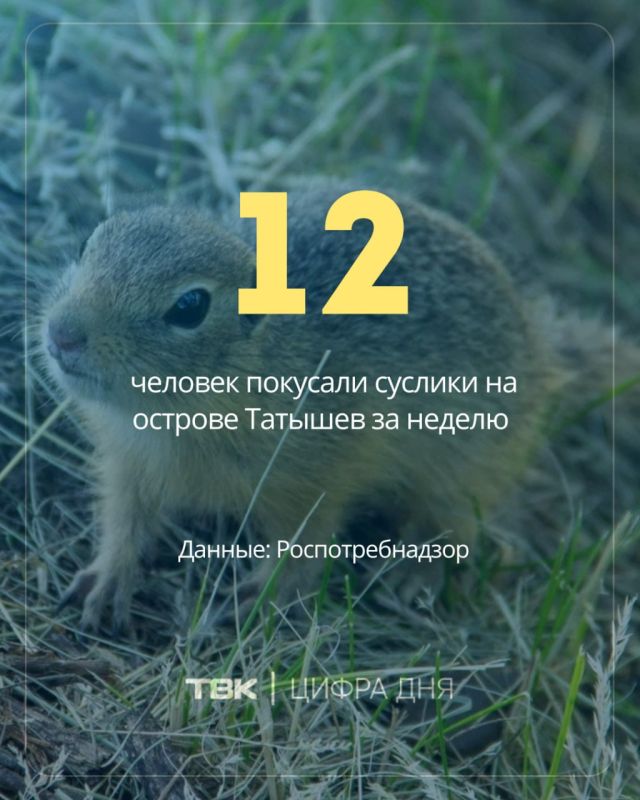 За неделю суслики покусали 12 человек на острове Татышев