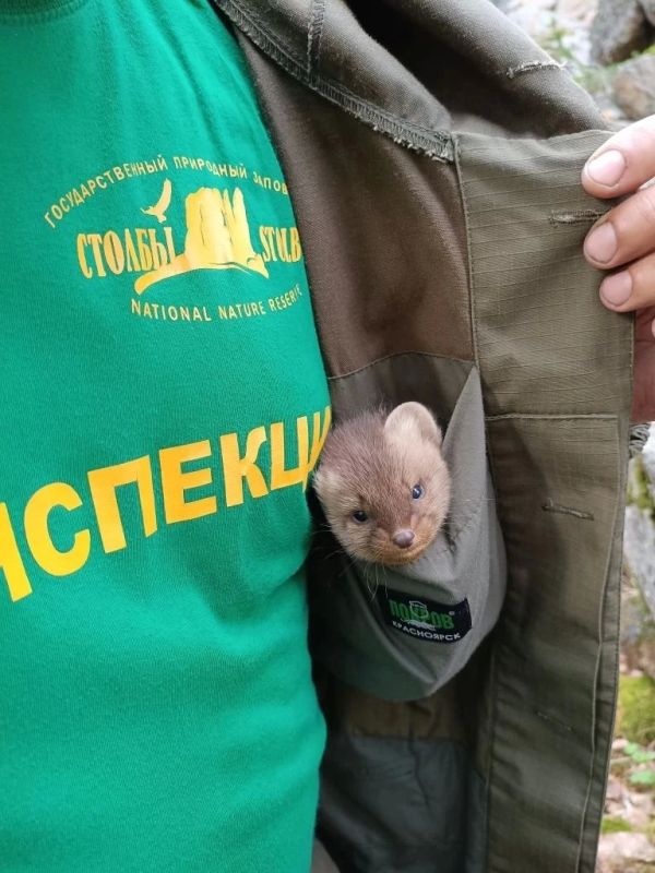 Туристы хотели спасти соболька на «Столбах» и чуть не совершили ошибку