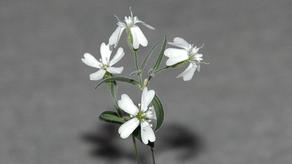 Восхитительное возвращение Silene stenophylla