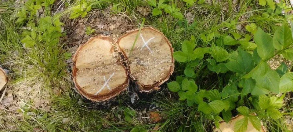 Лес для «собственных нужд»: в Бирилюсском округе перед судом предстанут пятеро организаторов незаконной рубки Лес для «собственных нужд»: в Бирилюсском округе перед судом предстанут пятеро организаторов незаконной рубки