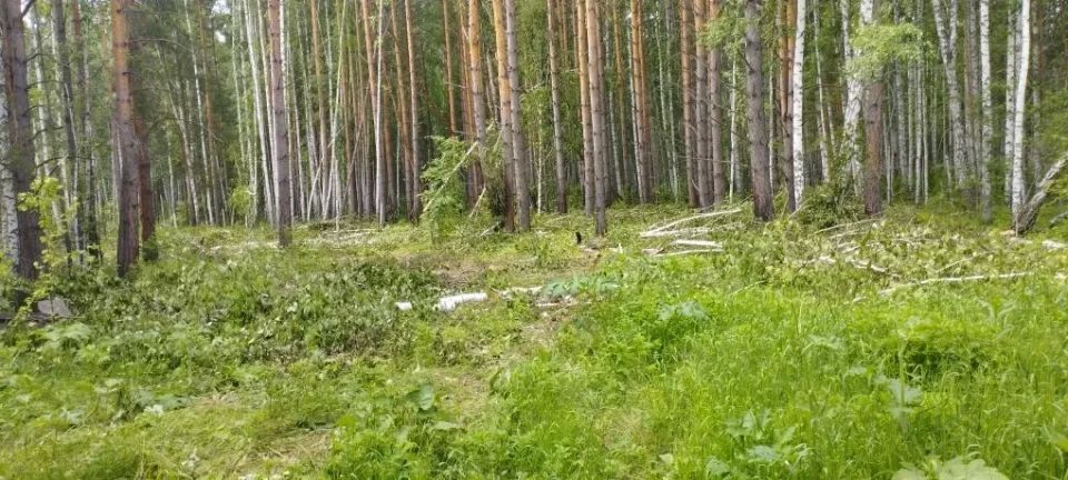 Лес для «собственных нужд»: в Бирилюсском округе перед судом предстанут пятеро организаторов незаконной рубки