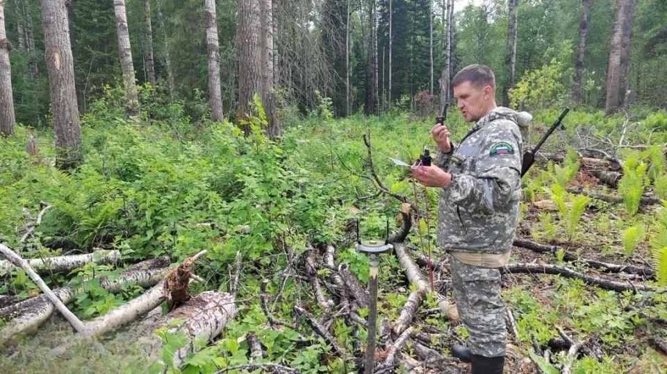 В Красноярском крае на 30 % сократилось количество нарушений на лесосеках В Красноярском крае на 30 % сократилось количество нарушений на лесосеках
