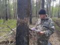 В Красноярском крае на 30 % сократилось количество нарушений на лесосеках