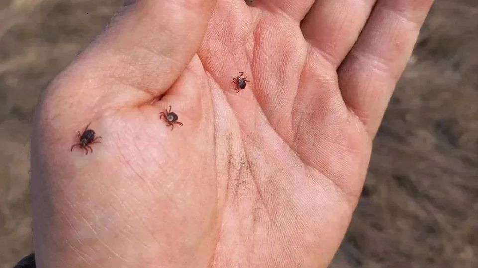 За прошедшую неделю в Красноярском крае от присасывания клещей пострадали 1909 человек, среди них 306 детей