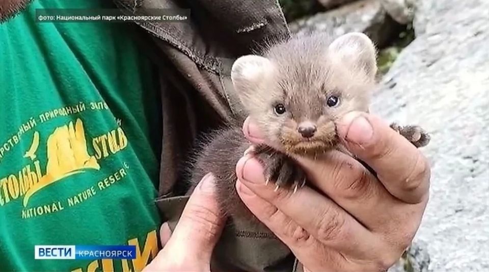 На Столбах туристы пытались "спасти" маленького соболя