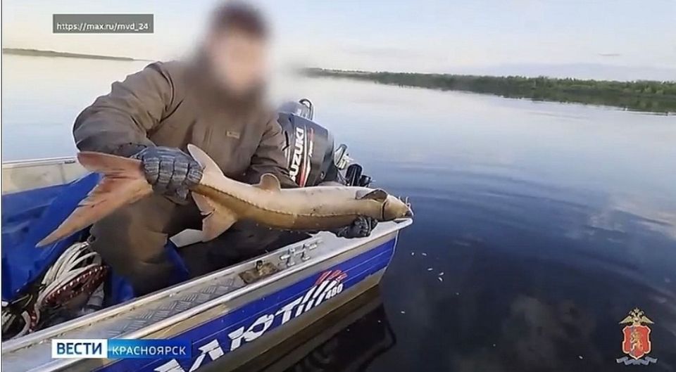 Житель Туруханского округа незаконно выловил 25 осетров Житель Туруханского округа незаконно выловил 25 осетров