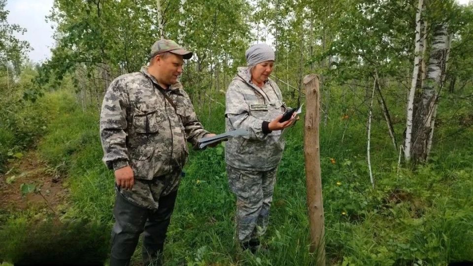 В Красноярском крае на 30 % сократилось количество нарушений на лесосеках В Красноярском крае на 30 % сократилось количество нарушений на лесосеках