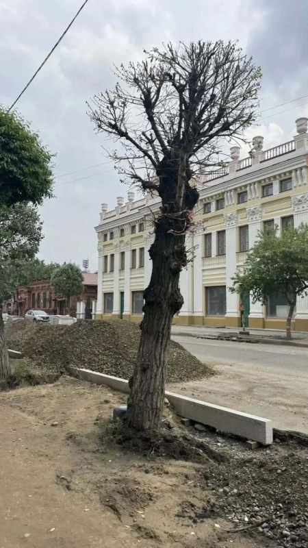 На улице Кирова в Красноярске уберут еще три сухих дерева