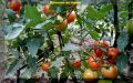 Калий для томатов: как бесплатное органическое удобрение улучшает урожай