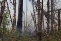 Площадь лесных пожаров в Красноярском крае превысила 133 тыс