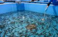 На севере Красноярского края в озеро Кета выпустили 55 тысяч мальков нельмы
