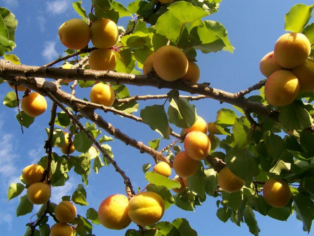 Почему абрикосы могут не приносить плодов: основные причины