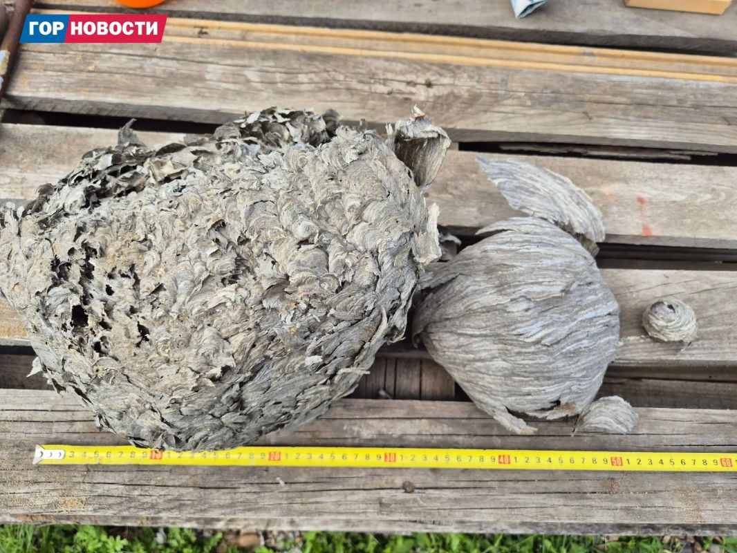 В Бражном семья обнаружила огромное осиное гнездо В Бражном семья обнаружила огромное осиное гнездо