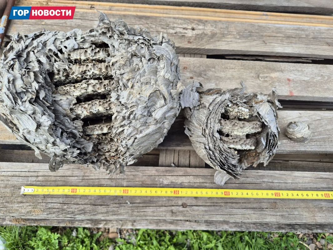 В Бражном семья обнаружила огромное осиное гнездо