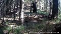 С 23 июня туристический маршрут «ЭкоБорус» закрывается для посещения
