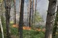 Лесные пожары в Красноярском крае: площадь превысила 173 тыс