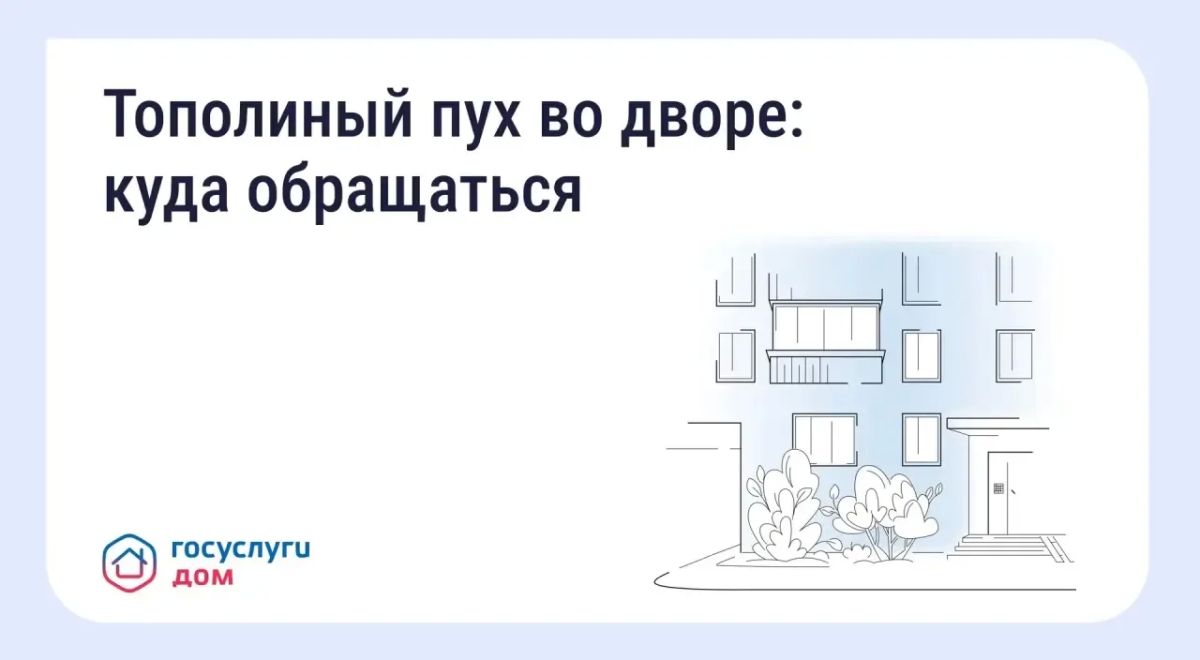 Что делать, если двор заполонил тополиный пух