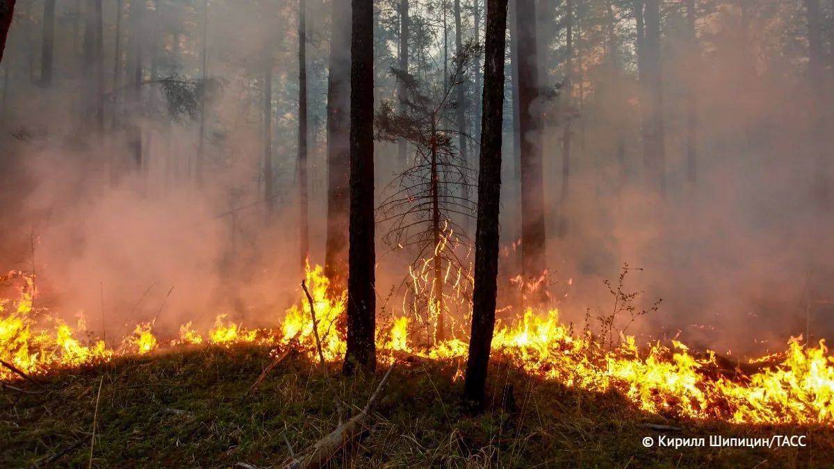 Площадь лесных пожаров в Красноярском крае может составить более 300 тыс