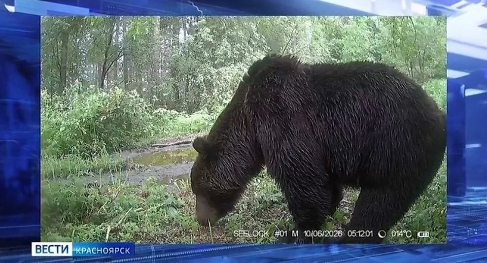 На юге края временно закрыт популярный туристический маршрут «ЭкоБорус»
