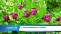 В нацпарке «Шушенский бор» расцвели венерины башмачки