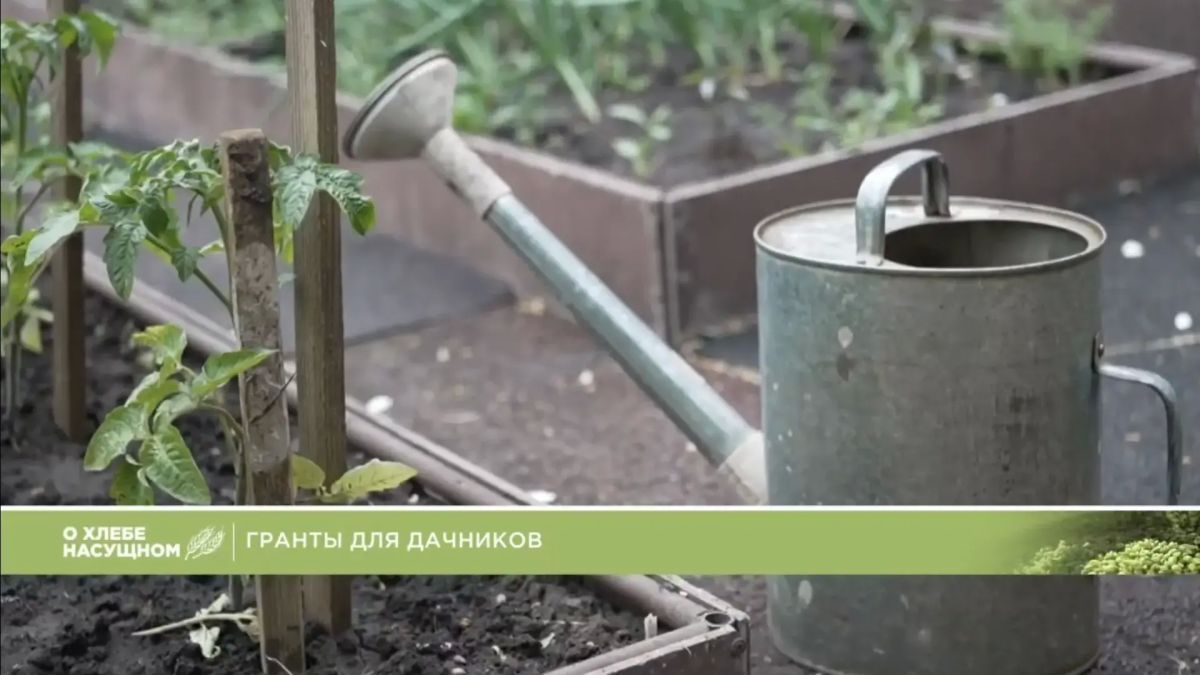 В программе «О хлебе насущном» дачники рассказывают о грантовой программе, которая помогает решать проблемы с бездорожьем, водой и электричеством