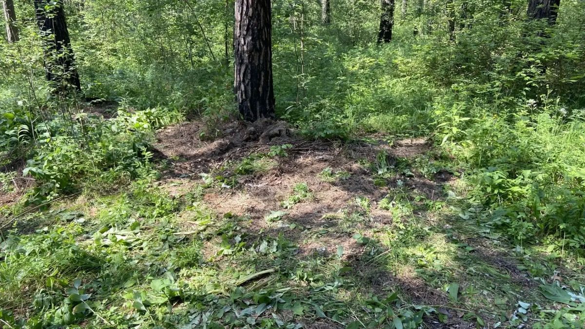 В Красноярском крае продолжается работа по очистке территорий государственного лесного фонда от захламлений В Красноярском крае продолжается работа по очистке территорий государственного лесного фонда от захламлений