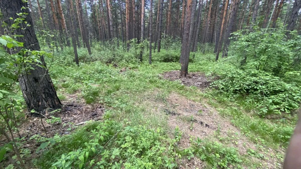 В Красноярском крае продолжается работа по очистке территорий государственного лесного фонда от захламлений В Красноярском крае продолжается работа по очистке территорий государственного лесного фонда от захламлений