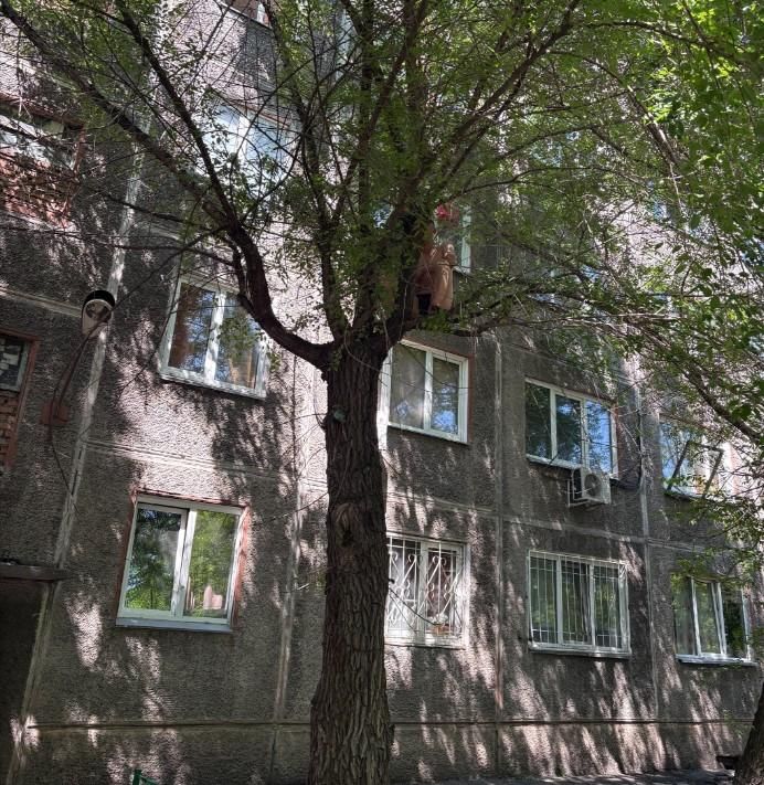 Спасатели сняли красноярца с дерева