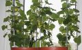Как вырастить вкусные огурцы на подоконнике зимой